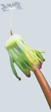 biodevdandel